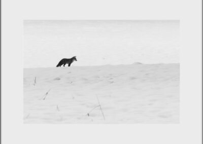 Black & White Unlimited Print - Fox 1