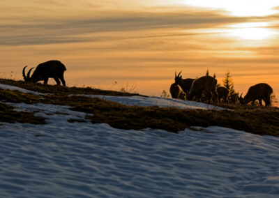 Unlimited Print - Alpine Ibex 1