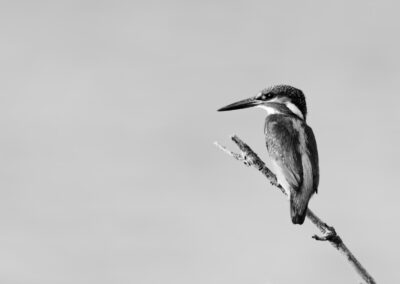 Black & White Unlimited Print - Kingfisher 1