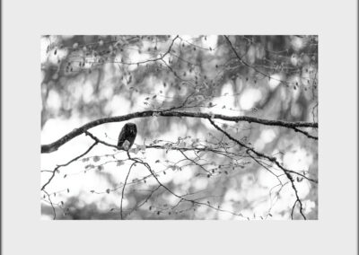 Tirage illimité noir et blanc - Chouette Tengmalm 1