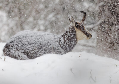 Postcard - Chamois 2